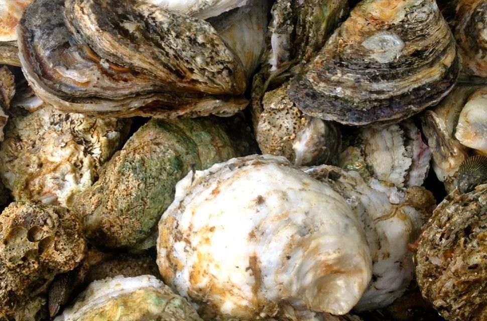 Roasted Oysters on the Grill A Southern Soul