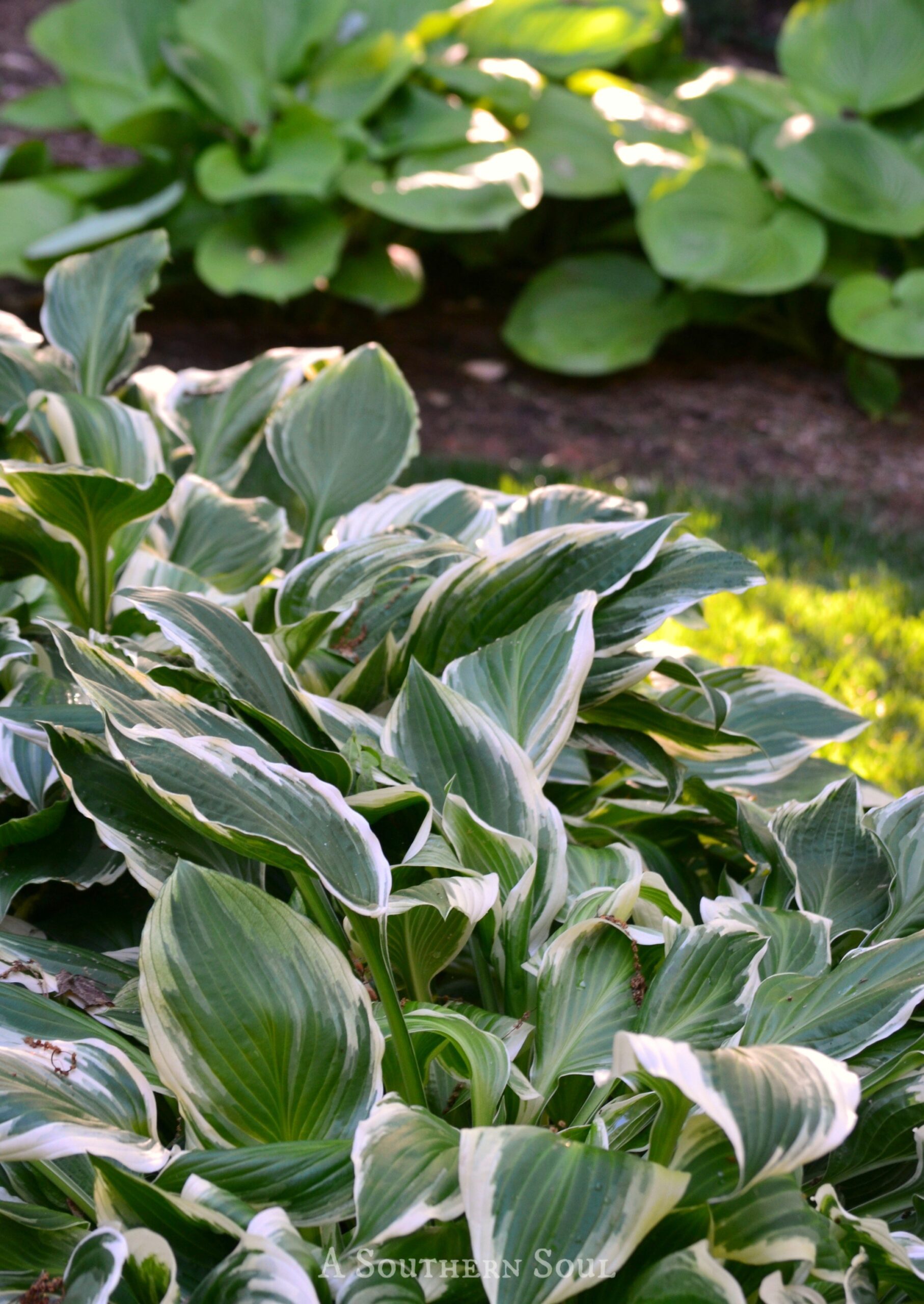 Are Hostas Safe For Dogs